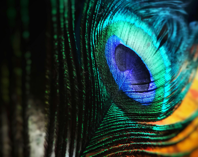 凤凰探索数字营销服务商